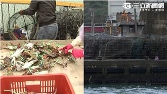 氣候害萬里捕無蟹　漁民哭產值損4億