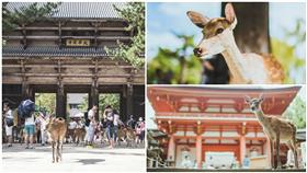 奈良,鹿,(記者林敬旻攝)