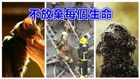 地震,強震,救援,動物,毛小孩,寵物▲合成圖／達志影像、資料照
