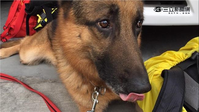 跟時間賽跑　搜救犬「無敵」挺進災區