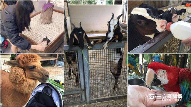 全家出遊首選　草泥馬出沒「淨園」