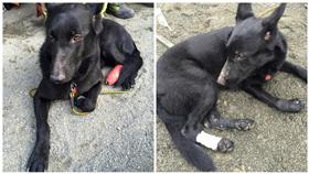 搜救犬卡拉臉書