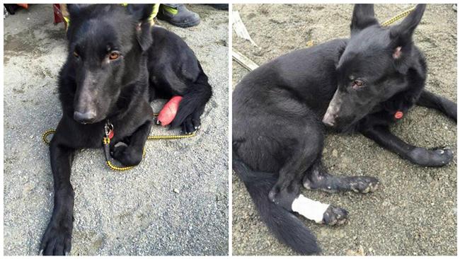 搜救犬遭碎玻璃割傷　不放棄繼續救人