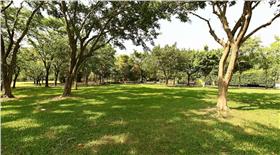 美國一處森林每到秋天就會浮現「巨大笑臉」。（示意圖／資料照）