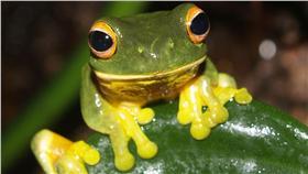 青蛙抗茲卡病毒 圖/翻攝自rainforest_harley flickr
https://www.flickr.com/photos/rainforest_harley/232636845/in/photolist-myjQ6-rpLiYY-etmzPn-nq75Nj-9xcBqY-9x9Drn-9xcCvG-p6mQUp-fhMV6x-mVSXWX-mb2Ebw-kGGtcD-2T5eNx-rUhVsy-okoXjV-9JZNmr-nUZYMN-oX6EzQ-xjrrwm-qhLm2u-so7vX6-h4zzcy-xmFHxX-gXMQMp-ej8GCZ-f7NTVP-gT11uA-4rfBk7-y4CjSL-wRHD3s-bm2ZL-6xdA4N-mKKug-kUzPyG-nRUfAf-cS68Ms-ejvD64-fByiqc-qhG63L-ysg7m8-4rfz6j-4bYsRG-7TxdyB-5KVHEd-6WyBtK-rjGvxc-nPHMsd-z9ukT2-mVT5eM-zBXkuE
