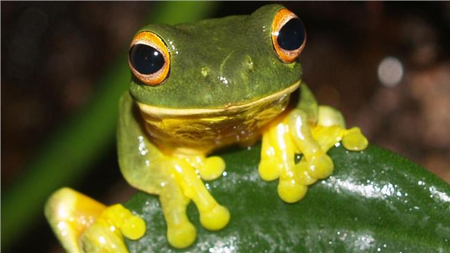 新法寶？阿根廷拿青蛙對抗茲卡病毒