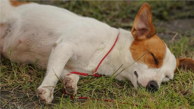 搜救犬怎麼訓練？台大生神回覆被推爆