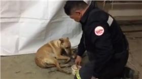 救災人員餵食小黃狗（圖翻攝自鄭榮貴臉書）