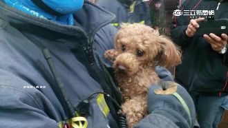 堅強生命力！毛小孩受困6天後獲救