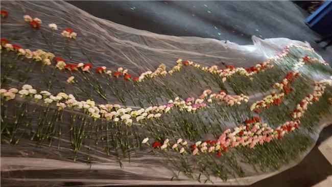 想把妹？男送全校女生900朵康乃馨