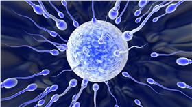 精液,精子,卵子,受精（圖／翻攝自Twitter）