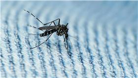 茲卡 蚊子
翻設
https://www.flickr.com/photos/conifer/14951771097/in/photolist-oMeJCR-co6Am9-crPqiY-crPqfN-92BDEH-DNgj4E-CXf3aW-DtuK9x-oppw9W-c34TNb-bP82ci-6KXii7-crPqhh-4Y9VRz-DtgZMC-cea4fJ-92BDuX-92EKtN-92EMdC-92EKF7-DfJRsc-nghUab-92ELmm-DvqmXz-BNkP5H-C175HR-DtgZt1-DZP1yD-DxGG1j-92EM3U-92EMis-92BCE4-mCzpF9-nghAQw-mLcFjE-CoZjnM-CQczcp-DvqnHn-D9vKBM-CEkqgq-CoRnUi-CCzq7G-CLqAjf-DzEWzc-D55ku2-CLqzU7-DzEW4H-DHW4P8-DHW6bX-DrjTvc