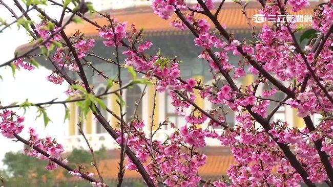圖／賞櫻夯！天元宮三色櫻綻放湧人潮