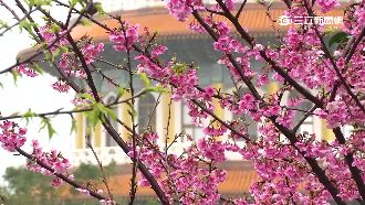 圖／賞櫻夯！天元宮三色櫻綻放湧人潮