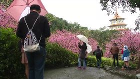 收假賞櫻花1800