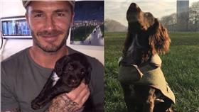 貝克漢愛狗成癡/貝克漢ig