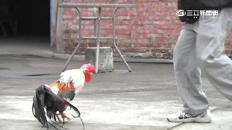 看門狗不稀奇！兇悍「小雞警衛」爆紅