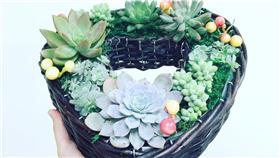 多肉植物－翻攝自多肉植物小星球「Succulent's Planet 」臉書