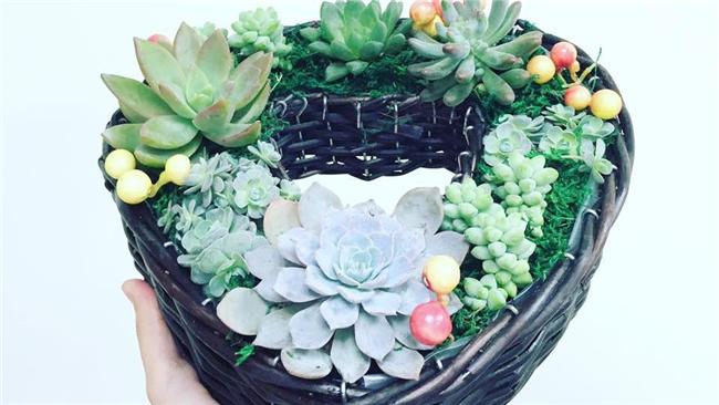 隨便養都活？多肉植物七大「死因」