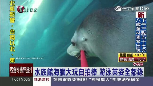 超聰明！海獅咬自拍棒拍下游泳英姿