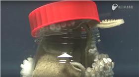 章魚,老饕,逃脫,觸手,百慕達,胡迪尼,智力,學習能力,擬態,保護色(YouTube https://www.youtube.com/watch?v=uRtQTsilqJY)