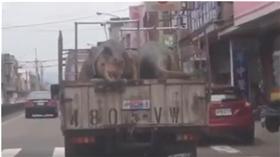 恐龍（圖／翻攝自臉書）