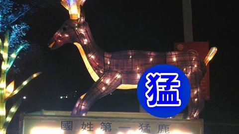 30cm猛鹿花燈現蹤　孩子長見識了