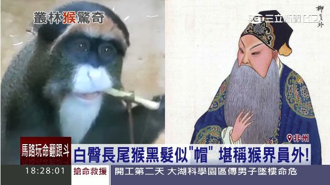 世界奇猴大搜索　牠長得像「員外」