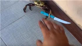 螃蟹,小刀／擷自YouTube