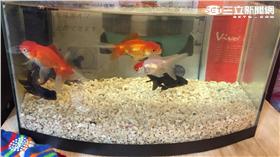 金魚、魚缸、撈魚