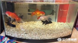 新北5級地震　輔大社辦水族缸滾浪