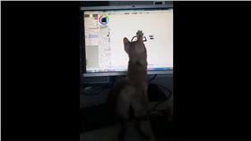 貓咪,魚,網路,影片,電腦,電繪板,螢幕(臉書 https://www.facebook.com/TheBestSet/videos/553234918178887/)