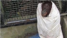 紅毛猩猩－翻攝自屏東科技大學保育類野生動物收容中心臉書