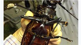 ▲圖／翻攝自丸山宗利推特
https://twitter.com/dantyutei/status/698102599602434048
