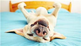 狗狗,做夢,睡覺,寵物,汪星人,毛小孩,愛犬▲圖／達志影像