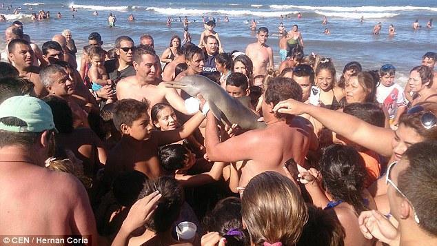 遊客爭相把玩　海豚最終脫水死亡