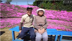 旅行,日本,糖尿病,失明,低潮,芝櫻,遊客,花海(YouTube  https://www.youtube.com/watch?v=aVXpBqj67BY)