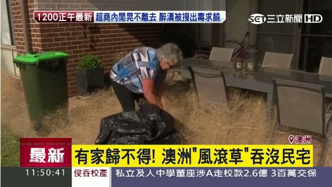 「風滾草」肆虐　澳洲小鎮變毛毛屋