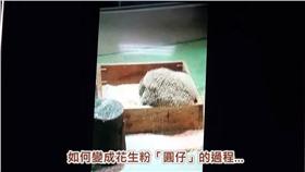 圓仔,湯圓　圖／翻攝自臺北市立動物園YouTube