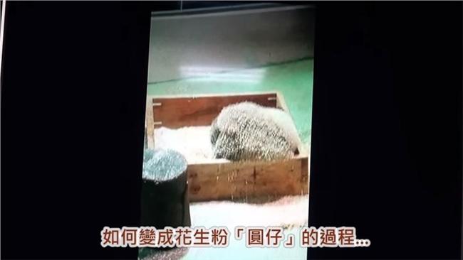 太像了！圓仔秒變身軟Q「花生湯圓」