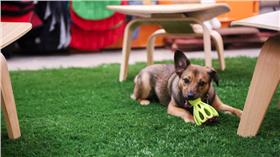 Kurgo打造狗狗友善辦公室
來源：The Modern Met
http://www.mymodernmet.com/profiles/blogs/kurgo-dog-friendly-office?context=tag-architecture