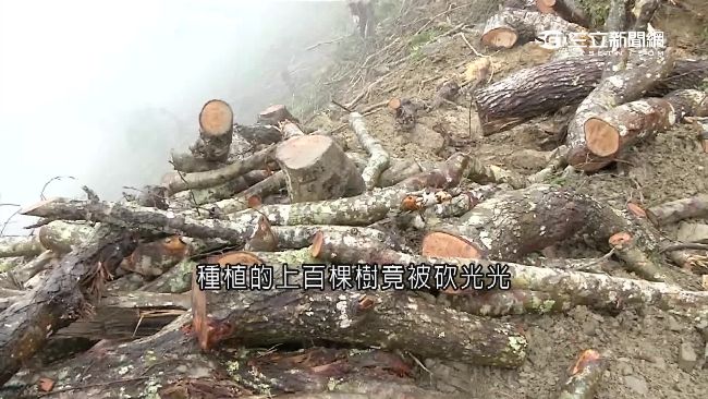 部落心痛憂走山　楓香砍光成樹木墳場
