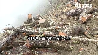 部落心痛憂走山　楓香砍光成樹木墳場