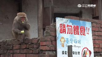 無視警語！民眾違停上演餵食獼猴秀
