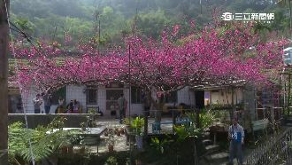 另類搖錢樹！50年「櫻花王」美呆了