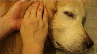 紓解壓力！TTouch讓寵物更信任