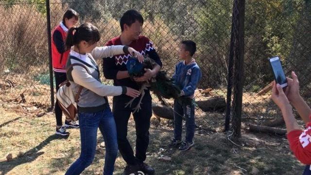 遭遊客強行抓住合影　孔雀疑驚嚇而亡