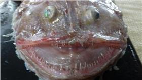 怪魚（圖／中新網）