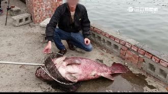 釣巨型石斑換現金遭拒　釣客槓上釣場