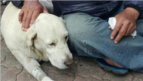 高雄市流浪關懷動物協會提供